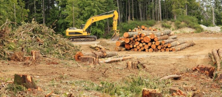 Nestlé, Mars Wrigley e Ferrero supportano la legge dell’UE sulla deforestazione